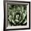 Green Succulent II-Mia Jensen-Framed Art Print