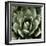 Green Succulent II-Mia Jensen-Framed Art Print