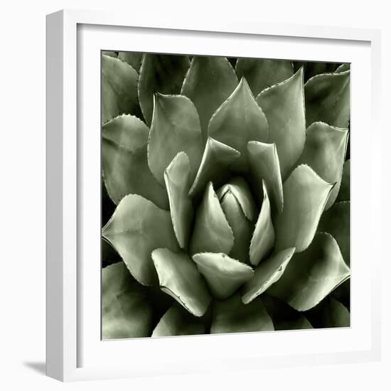 Green Succulent II-Mia Jensen-Framed Art Print