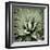 Green Succulent III-Mia Jensen-Framed Giclee Print