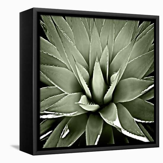 Green Succulent III-Mia Jensen-Framed Stretched Canvas