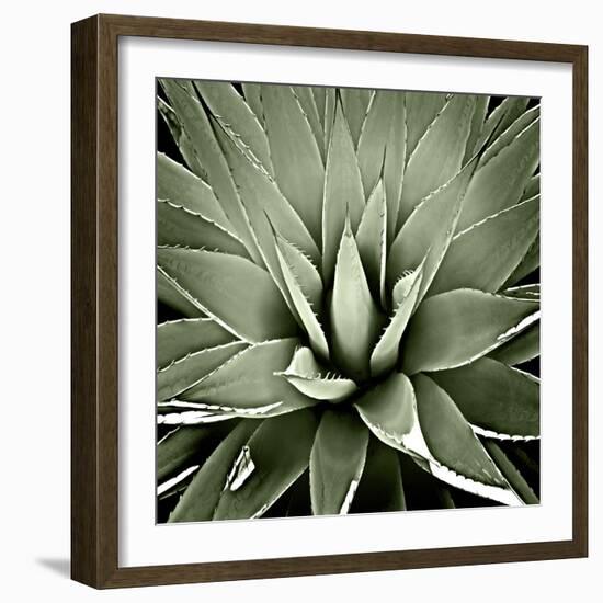 Green Succulent III-Mia Jensen-Framed Art Print