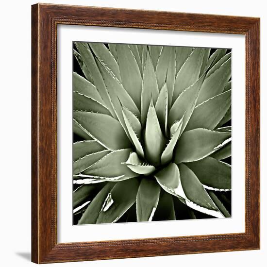 Green Succulent III-Mia Jensen-Framed Art Print