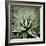 Green Succulent III-Mia Jensen-Framed Art Print