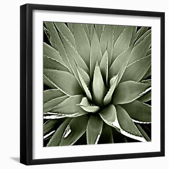 Green Succulent III-Mia Jensen-Framed Art Print