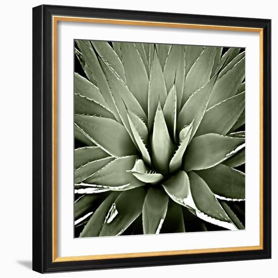 Green Succulent III-Mia Jensen-Framed Art Print