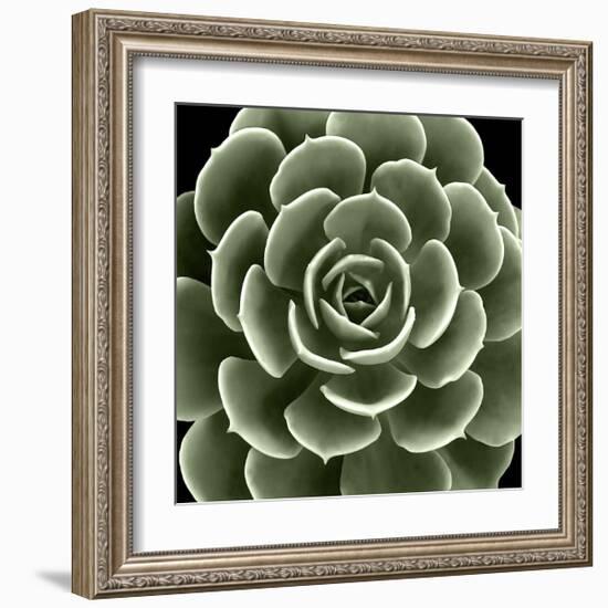 Green Succulent IV-Mia Jensen-Framed Giclee Print