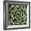 Green Succulent IV-Mia Jensen-Framed Giclee Print