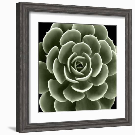 Green Succulent IV-Mia Jensen-Framed Giclee Print