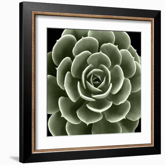 Green Succulent IV-Mia Jensen-Framed Giclee Print