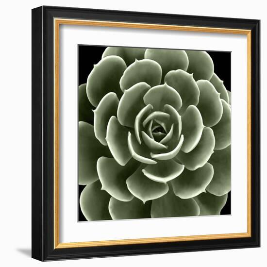 Green Succulent IV-Mia Jensen-Framed Giclee Print