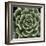 Green Succulent IV-Mia Jensen-Framed Giclee Print