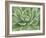 Green Succulent-Marilyn Dunlap-Framed Art Print