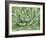 Green Succulent-Marilyn Dunlap-Framed Art Print