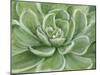 Green Succulent-Marilyn Dunlap-Mounted Art Print