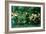 Green Summer, 1868-Edward Burne-Jones-Framed Giclee Print