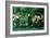 Green Summer, 1868-Edward Burne-Jones-Framed Giclee Print