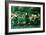 Green Summer, 1868-Edward Burne-Jones-Framed Giclee Print