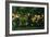 Green Summer, 1868-Edward Burne-Jones-Framed Giclee Print