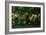 Green Summer, 1868-Edward Burne-Jones-Framed Giclee Print