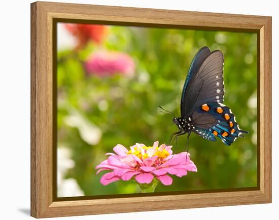 Green Swallowtail Butterfly Feeding On A Pink Zinnia In Sunny Summer Garden-Sari ONeal-Framed Premier Image Canvas