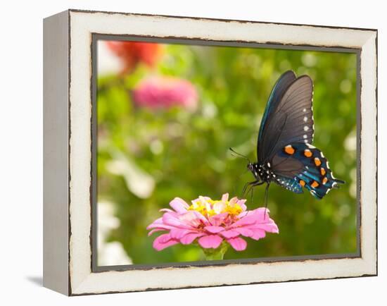 Green Swallowtail Butterfly Feeding On A Pink Zinnia In Sunny Summer Garden-Sari ONeal-Framed Premier Image Canvas