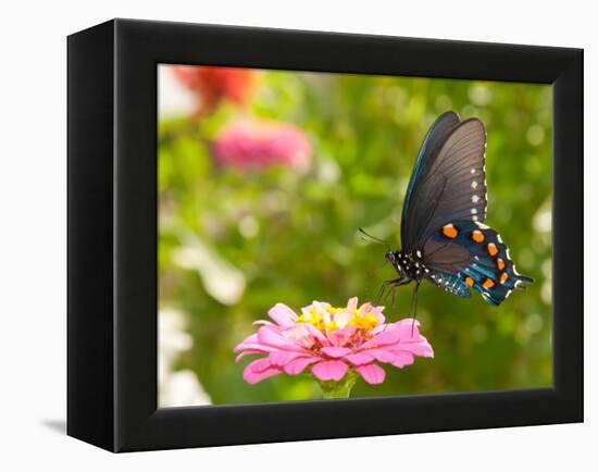 Green Swallowtail Butterfly Feeding On A Pink Zinnia In Sunny Summer Garden-Sari ONeal-Framed Premier Image Canvas