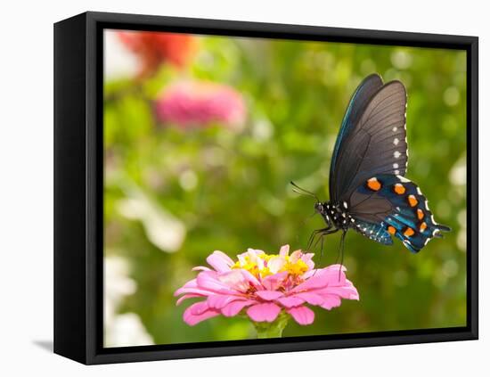 Green Swallowtail Butterfly Feeding On A Pink Zinnia In Sunny Summer Garden-Sari ONeal-Framed Premier Image Canvas