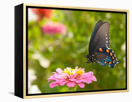 Green Swallowtail Butterfly Feeding On A Pink Zinnia In Sunny Summer Garden-Sari ONeal-Framed Premier Image Canvas