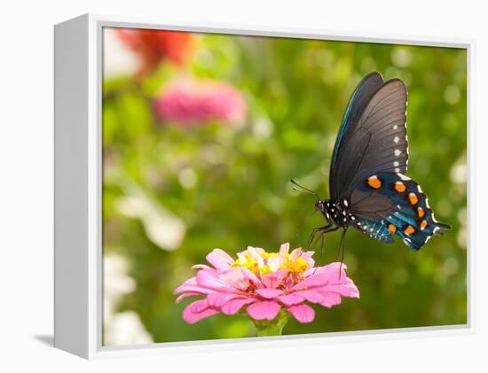 Green Swallowtail Butterfly Feeding On A Pink Zinnia In Sunny Summer Garden-Sari ONeal-Framed Premier Image Canvas