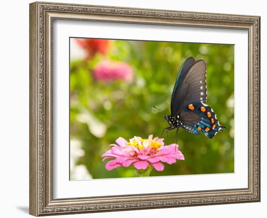 Green Swallowtail Butterfly Feeding On A Pink Zinnia In Sunny Summer Garden-Sari ONeal-Framed Photographic Print