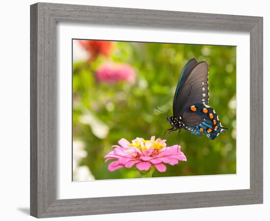 Green Swallowtail Butterfly Feeding On A Pink Zinnia In Sunny Summer Garden-Sari ONeal-Framed Photographic Print