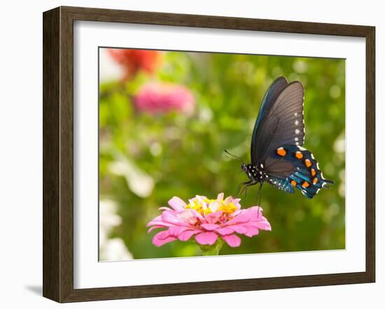 Green Swallowtail Butterfly Feeding On A Pink Zinnia In Sunny Summer Garden-Sari ONeal-Framed Photographic Print