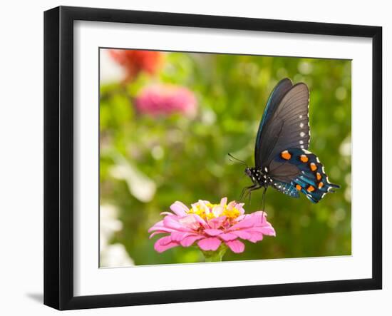 Green Swallowtail Butterfly Feeding On A Pink Zinnia In Sunny Summer Garden-Sari ONeal-Framed Photographic Print