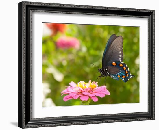 Green Swallowtail Butterfly Feeding On A Pink Zinnia In Sunny Summer Garden-Sari ONeal-Framed Photographic Print