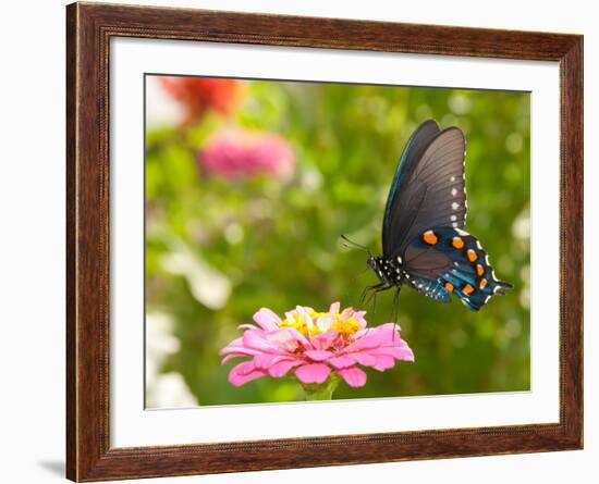 Green Swallowtail Butterfly Feeding On A Pink Zinnia In Sunny Summer Garden-Sari ONeal-Framed Photographic Print