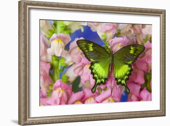 Green Swallowtail Butterfly Papilio Neumogeni-Darrell Gulin-Framed Photographic Print