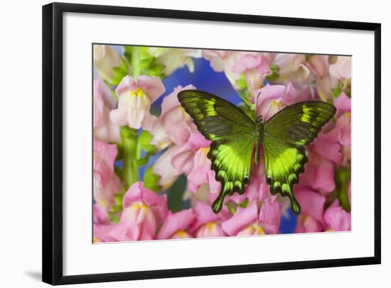 Green Swallowtail Butterfly Papilio Neumogeni-Darrell Gulin-Framed Photographic Print