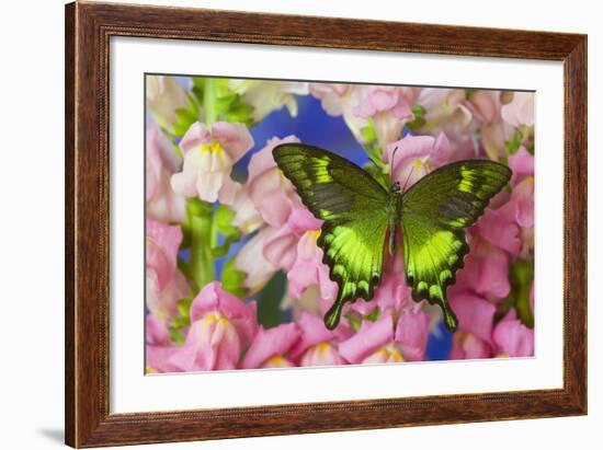 Green Swallowtail Butterfly Papilio Neumogeni-Darrell Gulin-Framed Photographic Print