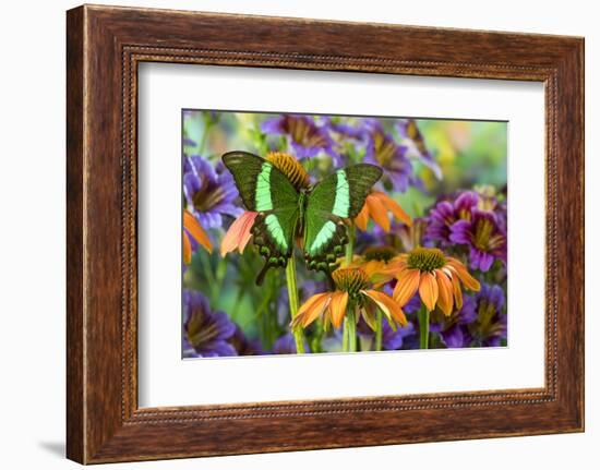 Green swallowtail butterfly, Papilio palinurus daedelus on orange coneflowers and painted tongue-Darrell Gulin-Framed Photographic Print