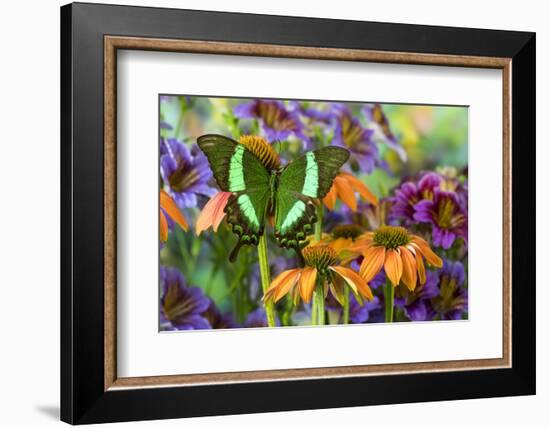 Green swallowtail butterfly, Papilio palinurus daedelus on orange coneflowers and painted tongue-Darrell Gulin-Framed Photographic Print