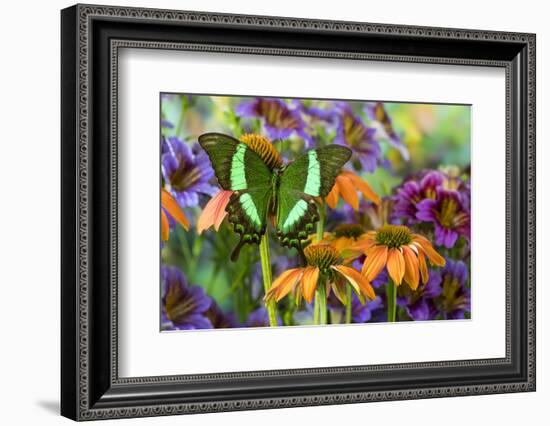 Green swallowtail butterfly, Papilio palinurus daedelus on orange coneflowers and painted tongue-Darrell Gulin-Framed Photographic Print