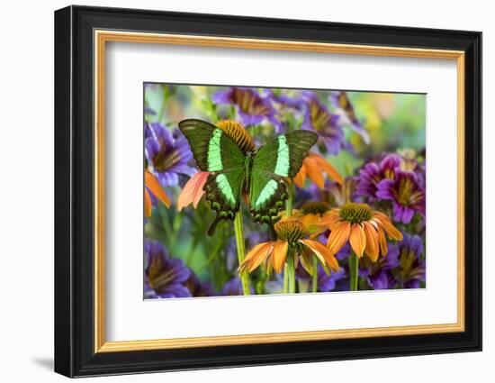 Green swallowtail butterfly, Papilio palinurus daedelus on orange coneflowers and painted tongue-Darrell Gulin-Framed Photographic Print