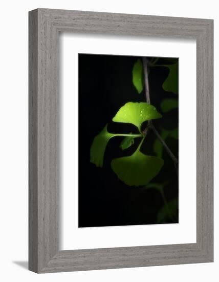 Green Sweetnes-Philippe Sainte-Laudy-Framed Photographic Print