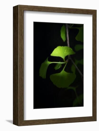 Green Sweetnes-Philippe Sainte-Laudy-Framed Photographic Print