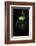 Green Sweetnes-Philippe Sainte-Laudy-Framed Photographic Print