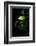 Green Sweetnes-Philippe Sainte-Laudy-Framed Photographic Print