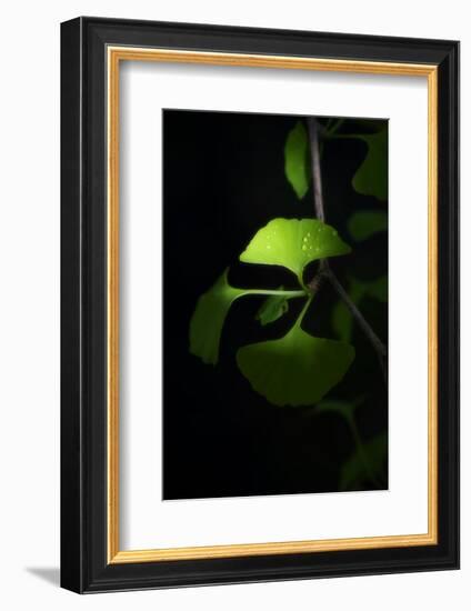 Green Sweetnes-Philippe Sainte-Laudy-Framed Photographic Print