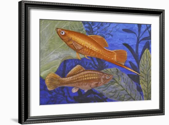 Green Swordtail (Xiphophorus Helleri), Poeciliidae-null-Framed Giclee Print