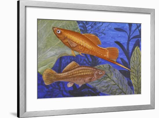 Green Swordtail (Xiphophorus Helleri), Poeciliidae-null-Framed Giclee Print